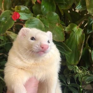 Meet your Posher, Frank